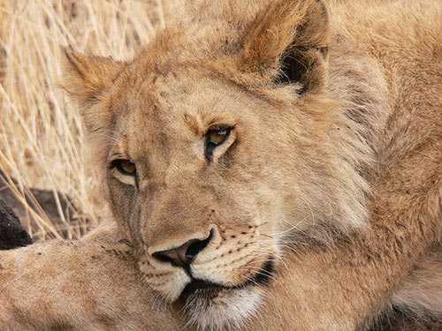 Lionne lors d'un safari à pied